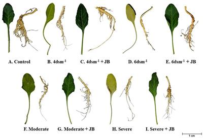 Zero budget natural farming components Jeevamrit and Beejamrit augment Spinacia oleracea L. (spinach) growth by ameliorating the negative impacts of the salt and drought stress